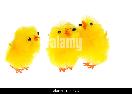 Chicklings jaune, photo sur le fond blanc Banque D'Images