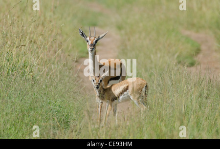 La gazelle de Thomson mère(Eudorcas thomsonii) avec le faon,paissant dans les prairies de Masai Mara au Kenya Banque D'Images