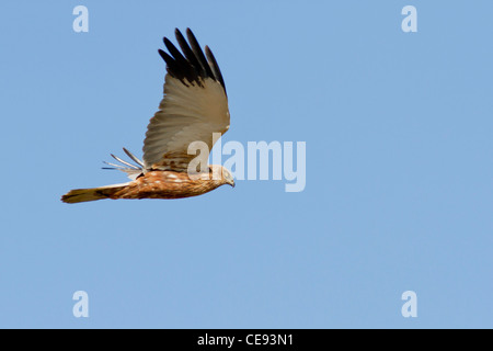 Male busard des roseaux (Circus aeruginosus) battant contre le ciel bleu Banque D'Images