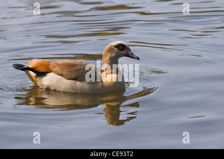 Egyptian goose ou Apolochen aegyptiacus - ces canards sont trouvés principalement dans la vallée du Nil et le sud du Sahara Banque D'Images