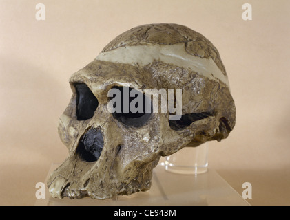 Mme ples. Reproduction d'un crâne d'un Plesianthropus strataria. Trouvé à Sterkfontein. L'Afrique du Sud. Banque D'Images