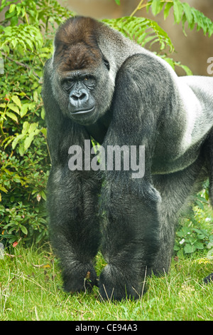 Portrait de Silverback gorilla regardant droit dans la caméra Banque D'Images