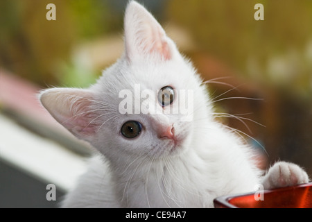 Peu de blanc, de six semaines shorthair kitten playing Banque D'Images