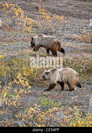 L'ours grizzli. Denali National Park. De l'Alaska. USA Banque D'Images