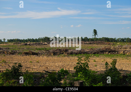 Photo d'une forêt claire avec un arbre isolé dans la distance. Banque D'Images