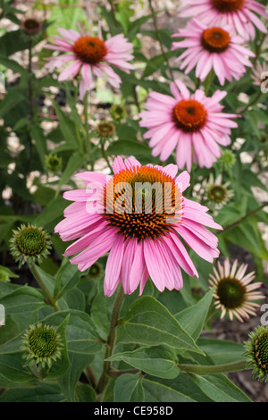 Belle rose pourpre de patch est coneflowers Banque D'Images