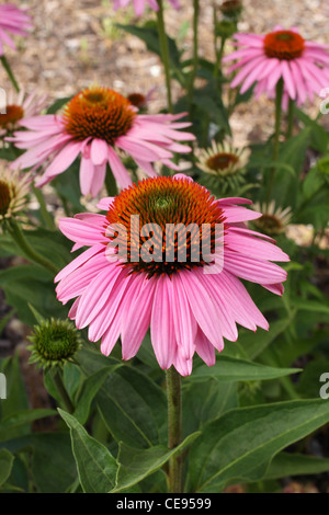 Belle parcelle d'echinacea purpurea rose fleurs Banque D'Images