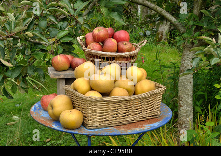 Russet (Reinette grise du Canada) et sur les pommes Melrose table de jardin. Banque D'Images