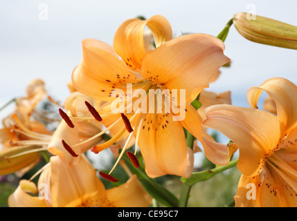De belles fleurs de lys orange avec sky Banque D'Images