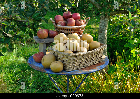 Russet (Reinette grise du Canada) et sur les pommes Melrose table de jardin. Banque D'Images