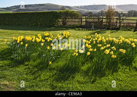 Jonquilles naturalisées dans un pays anglais gardenu Banque D'Images