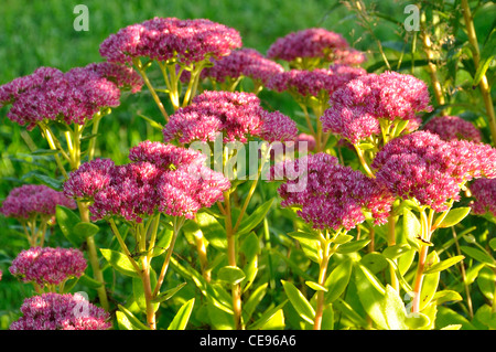 Sedum spectabile fleurs. Banque D'Images