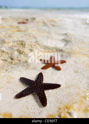 Une étoile de mer épineuse rouge dans les eaux de marée dans les Bahamas. Banque D'Images