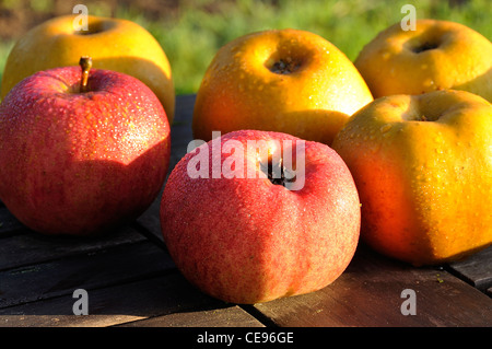 Melrose et Russet pommes (Reinette grise du Canada) avec des gouttelettes d'eau. (Le jardin de Suzanne, Le Pas, Mayenne, Pays de la Loire, France). Banque D'Images