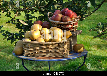 Russet (Reinette grise du Canada) et Melrose pommes (Malus domestica) dans un panier sur la table de jardin. Banque D'Images