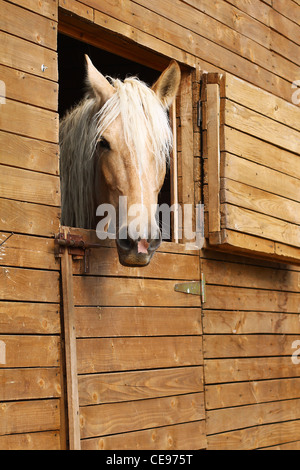 Dans l'écurie de chevaux Banque D'Images