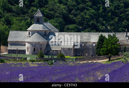 Champ de lavande en Provence (France) Banque D'Images