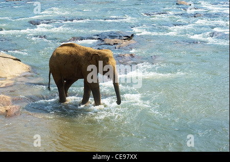 De l'éléphant Pinnewala orphelinat des éléphants dans la rivière Banque D'Images