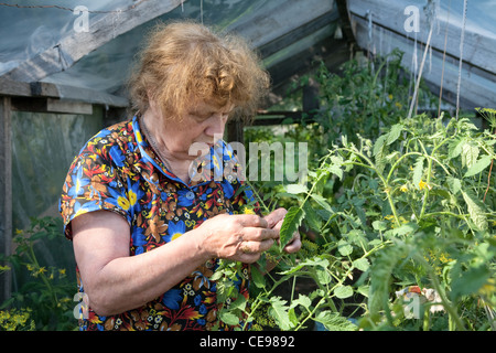 Vieille Femme dans une serre de tomates fleurs examine Banque D'Images