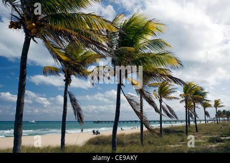 Palmiers sur la plage - Lauderdale-by-the-Sea, Florida, USA Banque D'Images