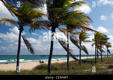 Palmiers sur la plage - Lauderdale-by-the-Sea, Florida, USA Banque D'Images