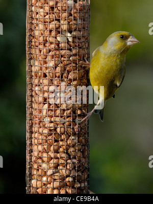 Verdier (Carduelis chloris) perché sur un convoyeur d'arachides Banque D'Images