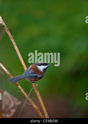 Mésange à dos, petits oiseaux du Canada USA Nord Ouest. 7905 SCO Banque D'Images