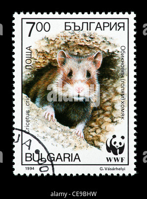 Timbre-poste de la Bulgarie représentant un black-bellied ou hamster commun dans un trou de nidification (Cricetus cricetus). Banque D'Images