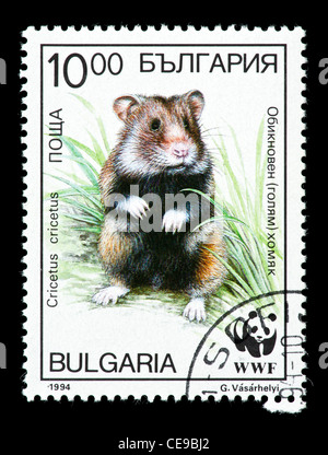 Timbre-poste de la Bulgarie représentant un black-bellied ou hamster commun (Cricetus cricetus). Banque D'Images