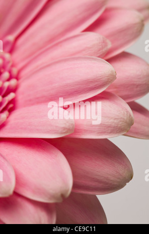 Extreme close-up of gerbera flower. Un plan macro en studio. Banque D'Images