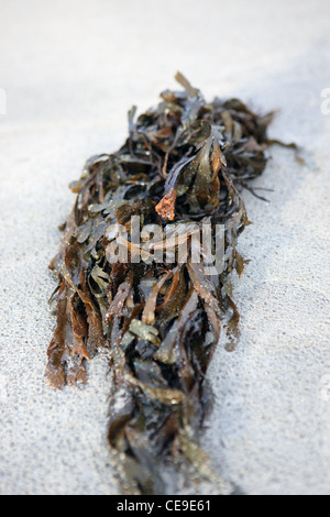 Des algues sur une plage Banque D'Images