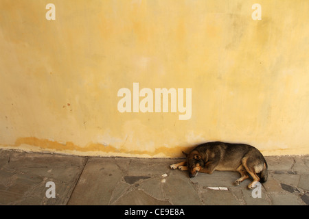 Chien sans abri Banque D'Images