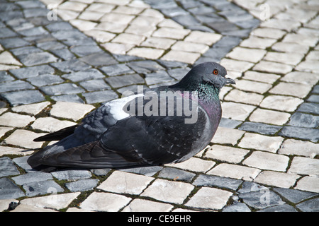 Un beau pigeon s'assied sur les Portugais en galets Praça dos Restauradores, Lisbonne, Portugal. Banque D'Images