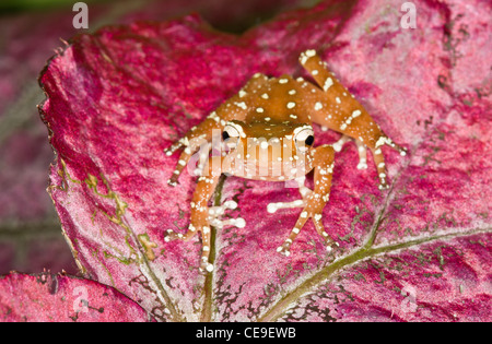 La cannelle grenouille sur feuille de couleur vive Banque D'Images