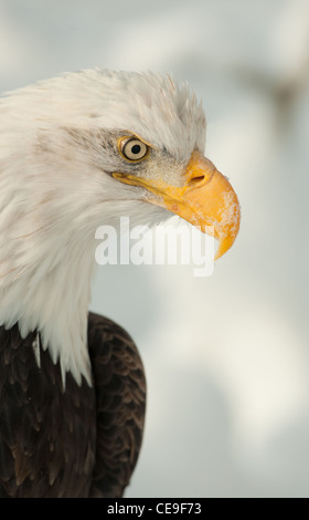 Portrait de profil d'un pygargue à tête blanche d'Amérique du Nord - Haliaeetus leucocephalus Banque D'Images