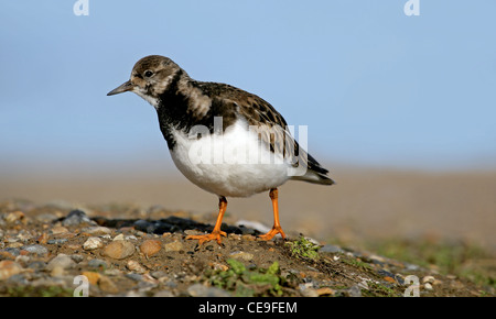 Collier (Arenaria interpres) sur une plage de North Norfolk Banque D'Images