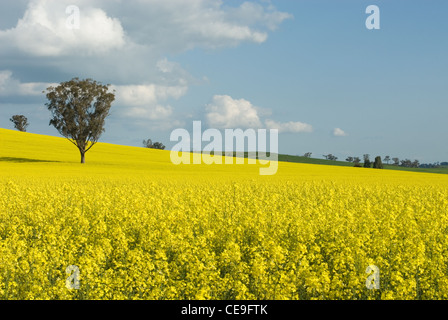 Un champ de canola, en pleine fleur de printemps, près de Merimbula, Nouvelle-Galles du Sud, Australie Banque D'Images