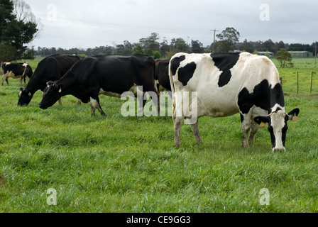 Les vaches Holstein Friesian sur une ferme laitière près de Moss Vale, New South Wales, Australie Banque D'Images