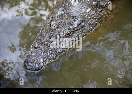 Crocodile du Nil, Crocodylus niloticus madagascariensis, Crocodylidae, Crocodylia. La sous-espèce malgache. Madagascar, l'Afrique. Banque D'Images