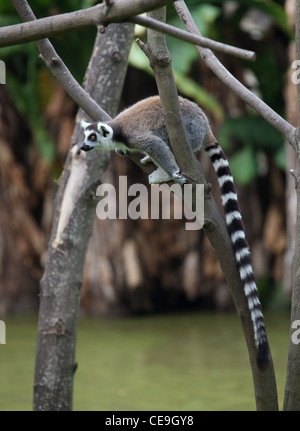 Ring-tailed lémuriens, Lemur catta, Lemuridae, primates. Madagascar, l'Afrique. Banque D'Images