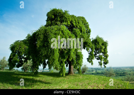 arbre Sophora Banque D'Images