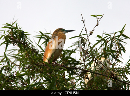 Crabier chevelu Ardeola ralloides,, Ardeidae, Ciconiiformes. Madagascar. Banque D'Images