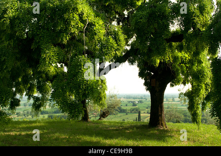 arbre Sophora Banque D'Images