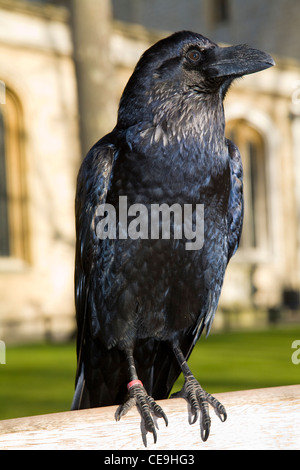 Raven au soleil sur une journée ensoleillée, avec pelouse, à la Tour de Londres, à Londres. UK. Banque D'Images