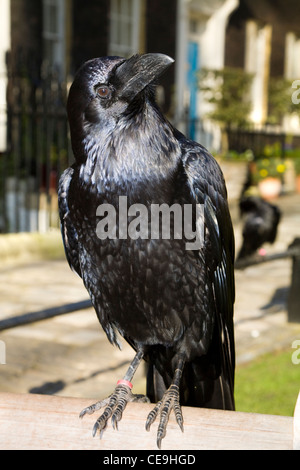 Raven au soleil sur une journée ensoleillée, avec pelouse, à la Tour de Londres, à Londres. UK. Banque D'Images