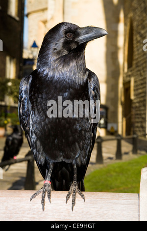Raven au soleil sur une journée ensoleillée, avec pelouse, à la Tour de Londres, à Londres. UK. Banque D'Images