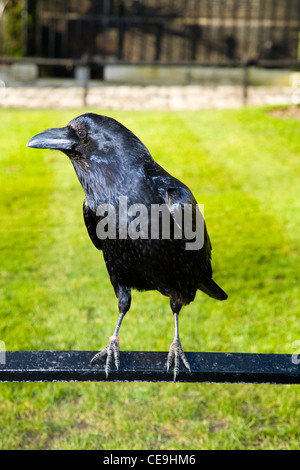 Raven au soleil sur une journée ensoleillée, avec pelouse, à la Tour de Londres, à Londres. UK. Banque D'Images