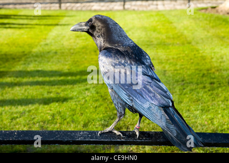 Raven au soleil sur une journée ensoleillée, avec pelouse, à la Tour de Londres, à Londres. UK. Banque D'Images