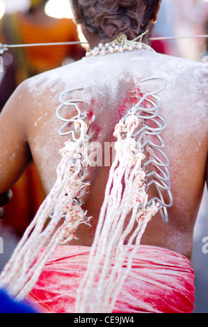 Festival Thaipusam, hameçons ont été percé et fixé sur le corps du dévot. Penang, Malaisie 2010. Banque D'Images