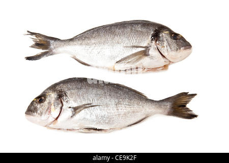 La (mer) dorade royale (Sparus aurata) poisson sur un arrière-plan blanc studio. Banque D'Images